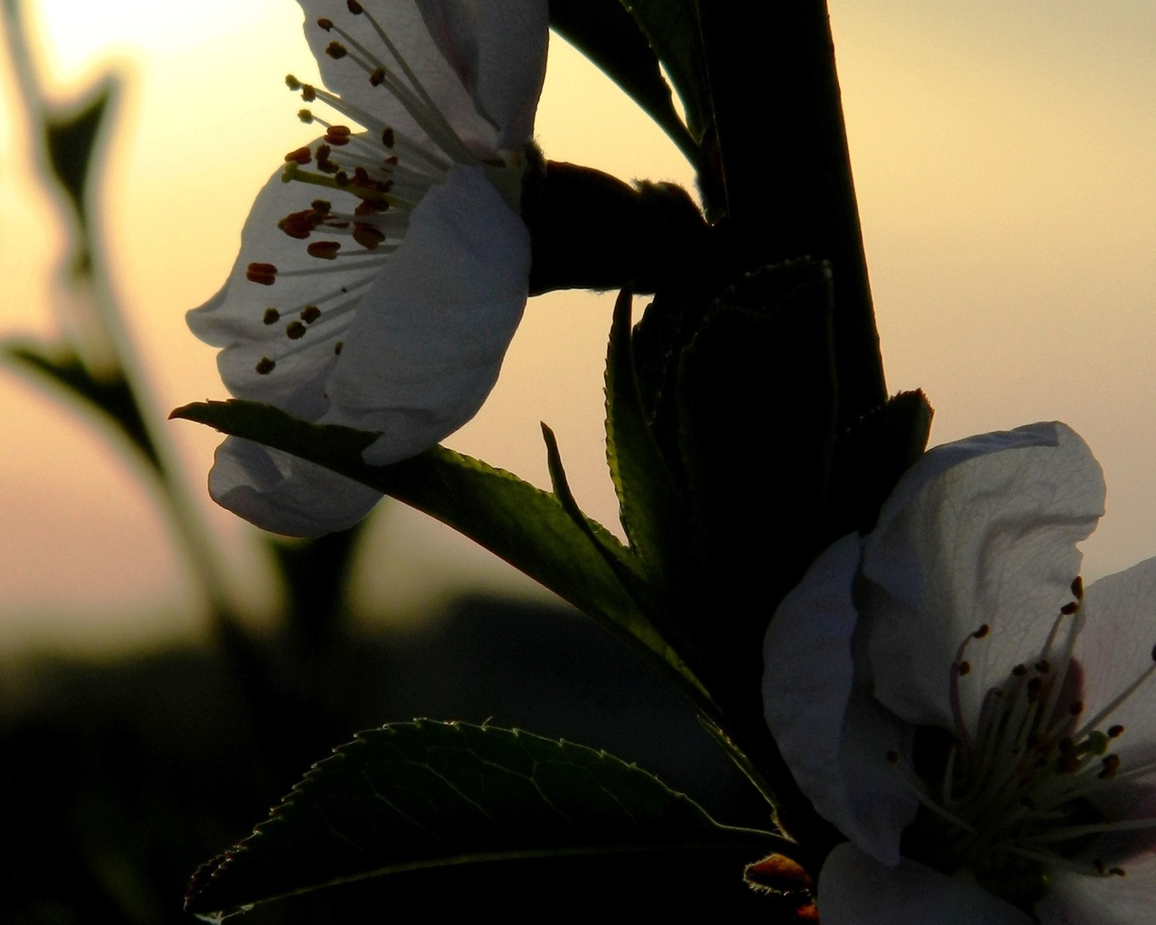 закат природа