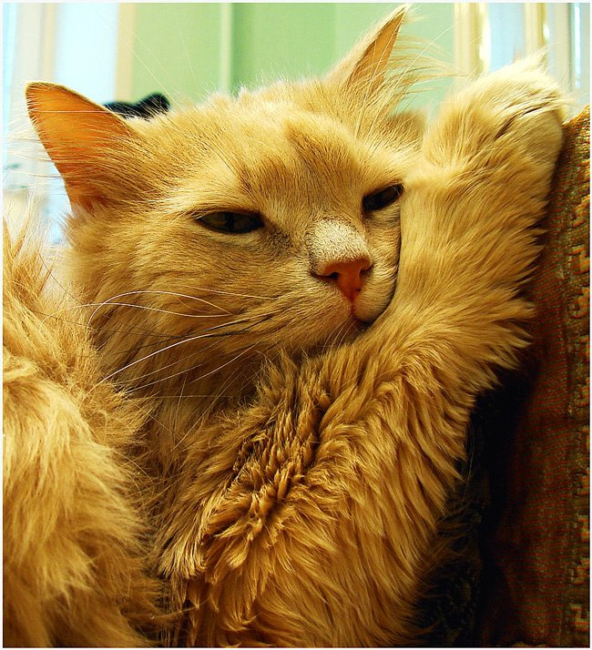 \"Кошачьи мечты\" кот Данька