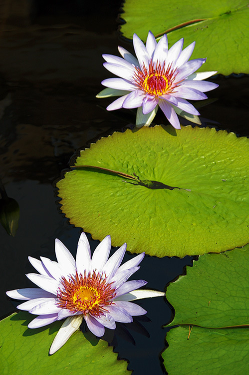 dali bude ... (ukr) lilii, nature, flower, pond, water, garden, cool, cvetok, sad