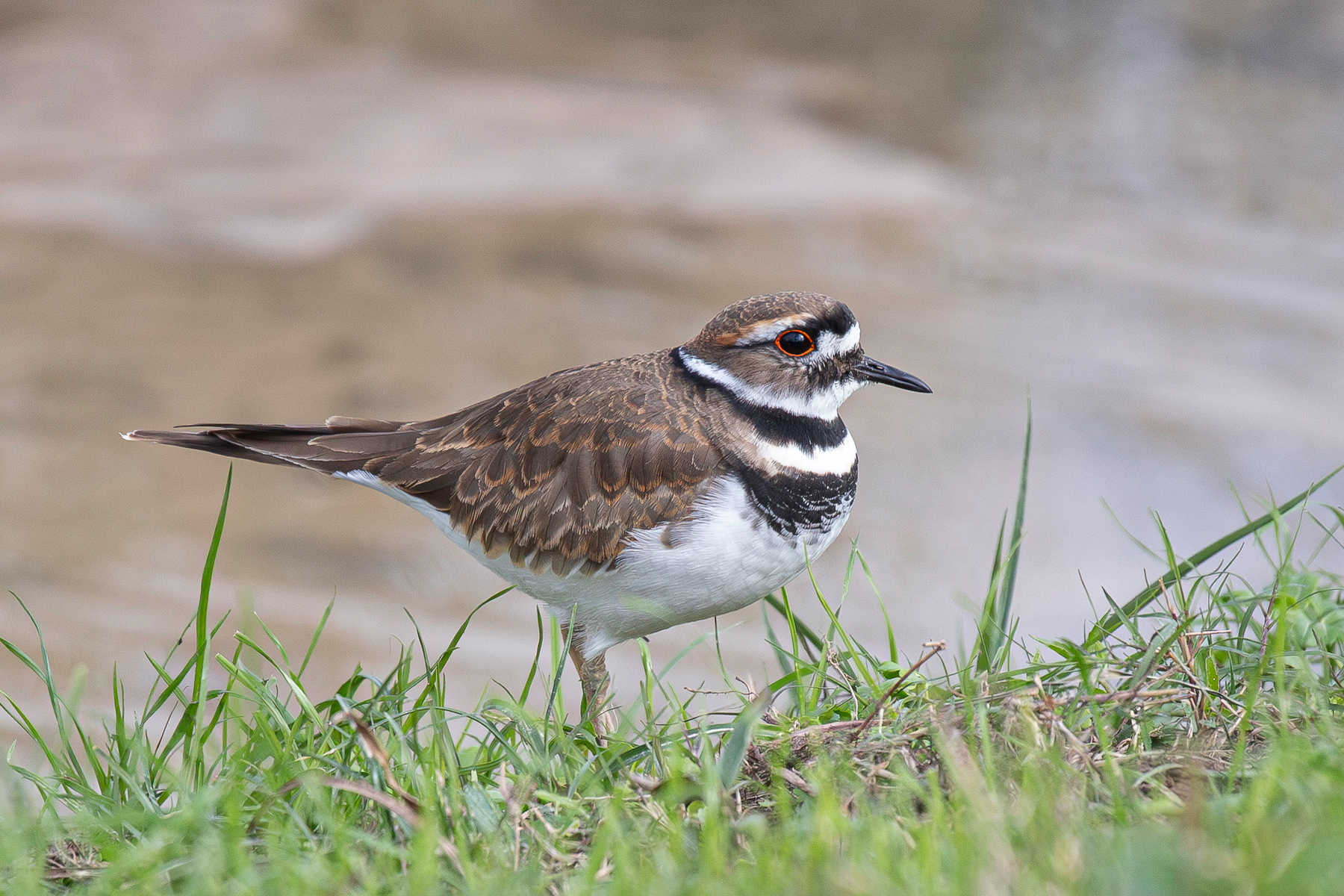 Красуемся Крикливый зуёк killdeer