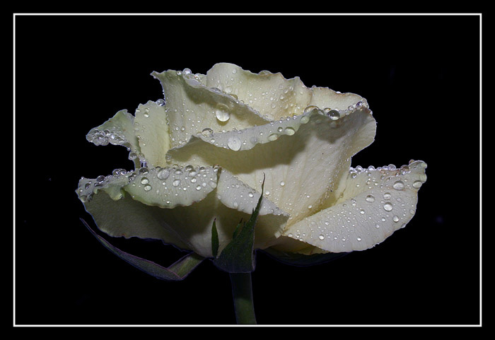 rose роза, цветок