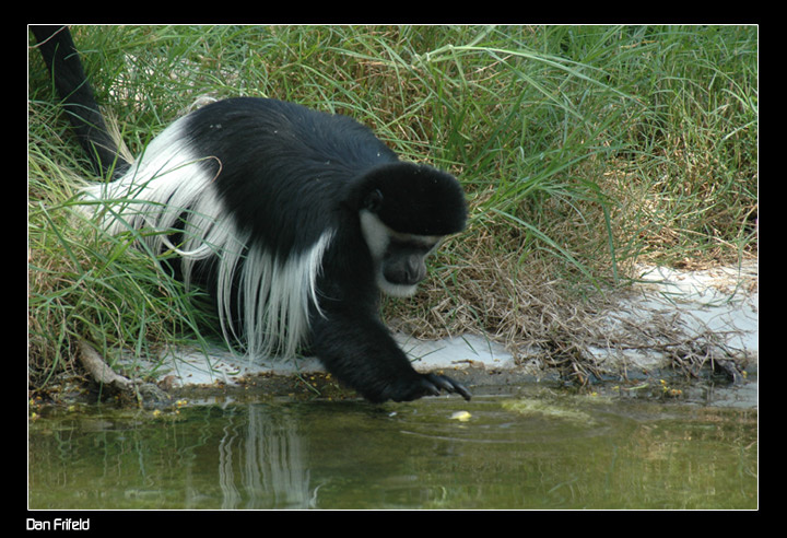 Взял monkey