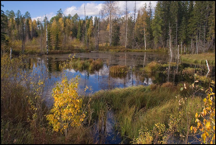 Веселенькое болотце осень,болотце,лес