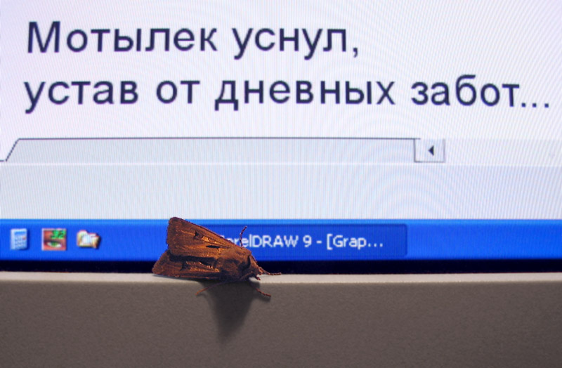Мотылек устал мотылек уставший