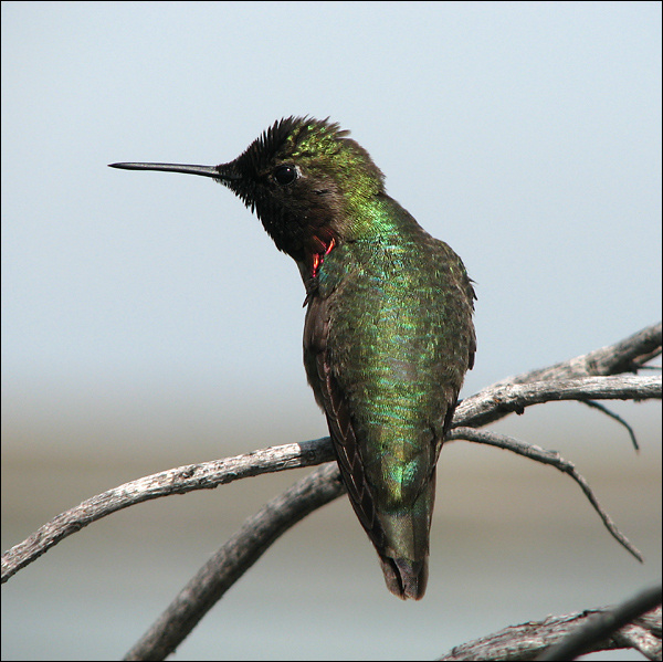 Колибри Анны колибри Anna`s Hummingbird California