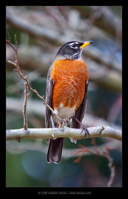 Робин Странствующий дрозд American Robin