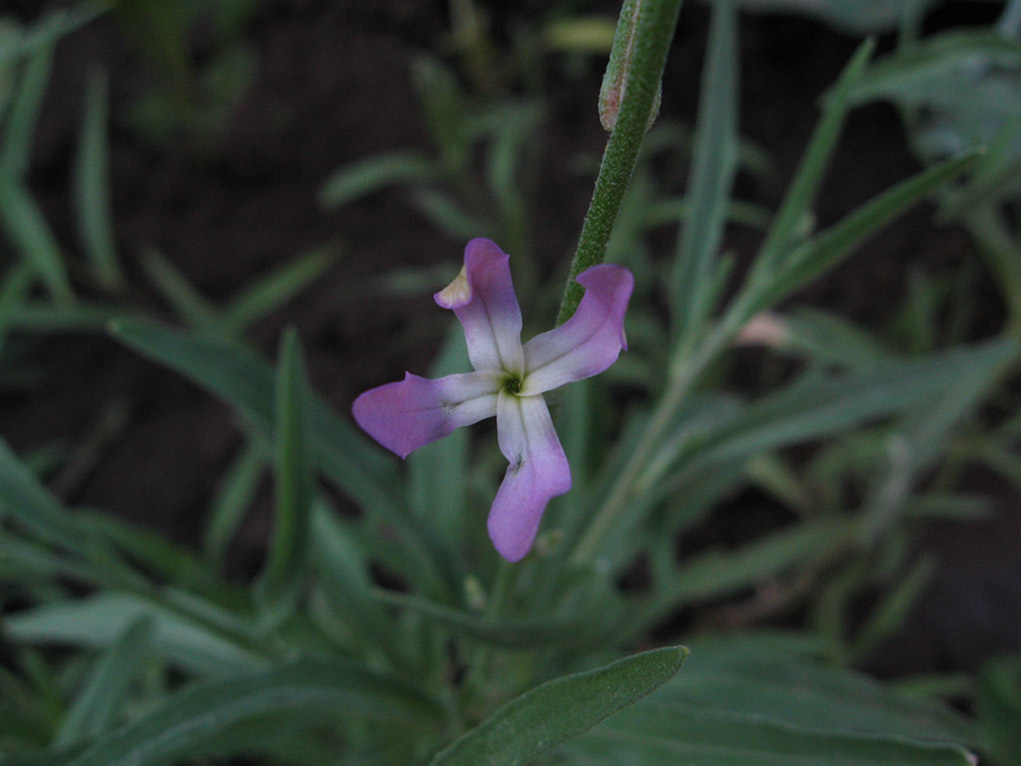 Petite Fleur цветок лес прохлалда сырость лето