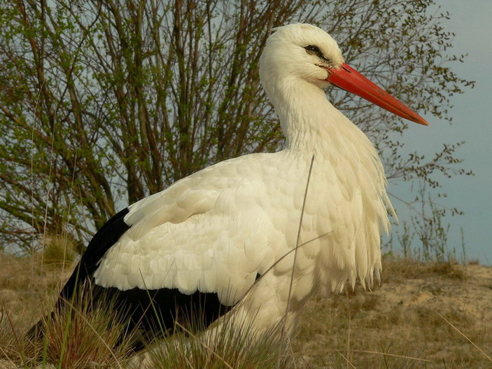 Аист белый Белый аист Ciconia ciconia