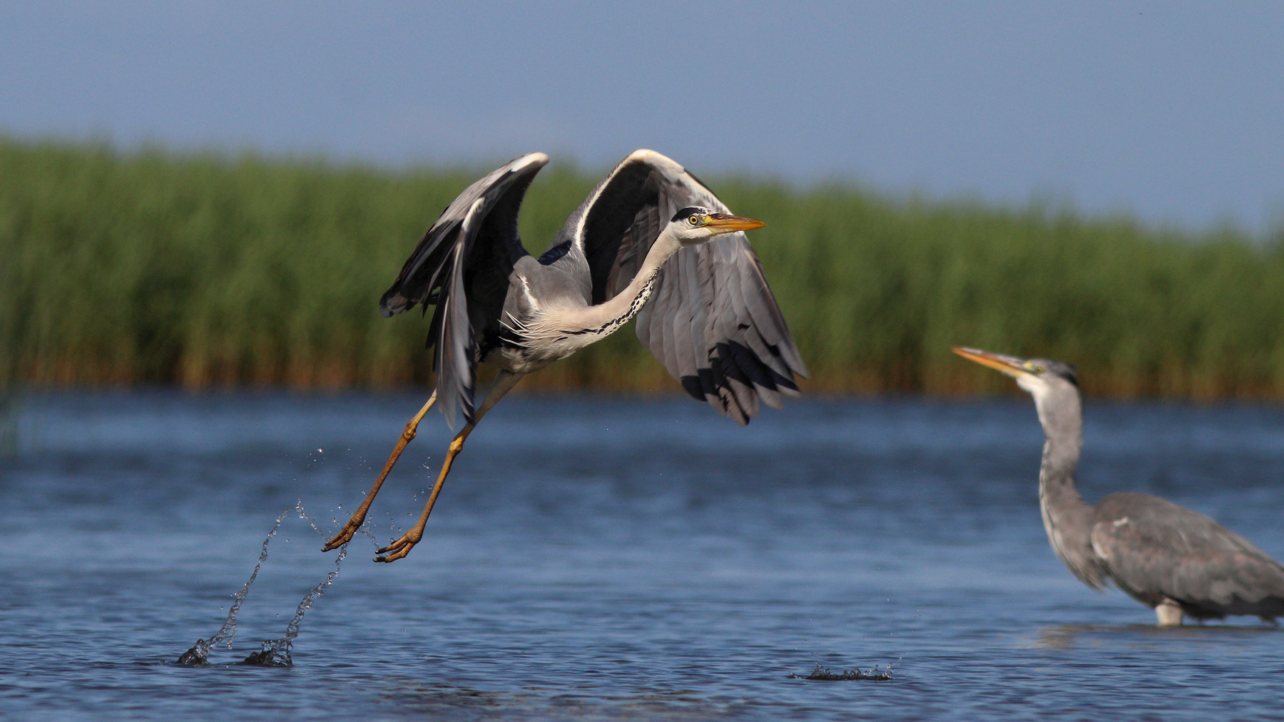 Шухер! Серая цапля Ardea cinerea Grey heron Куршская коса Куршский залив