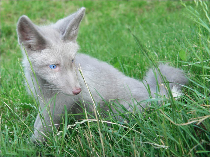 Лисенок Little gray fox with blue eyes