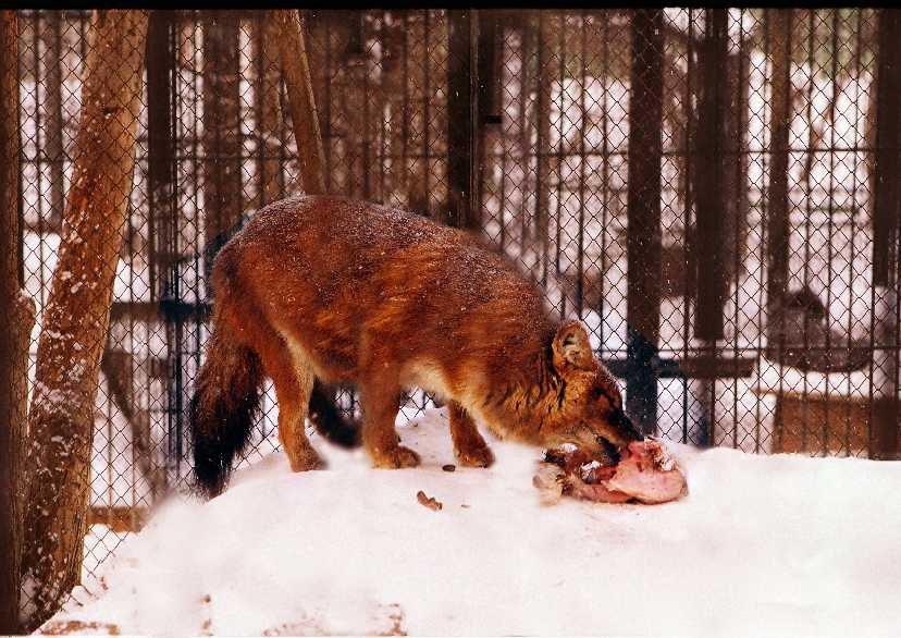 рыжий фокс лиса