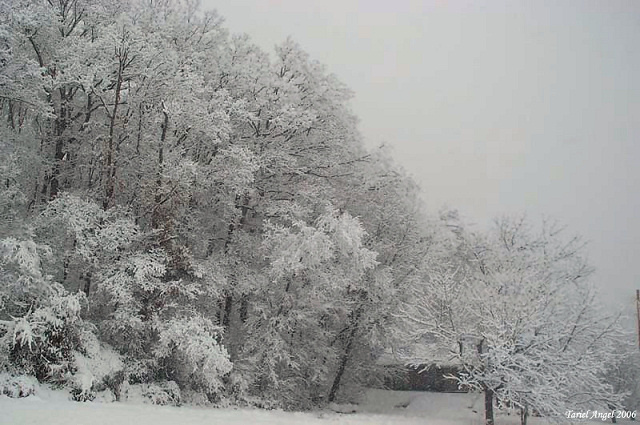 Nor-easter зима снег метель пейзаж холодно