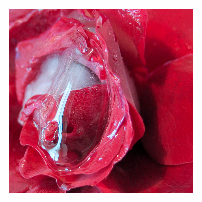 forever young #4 роза лед rose ice