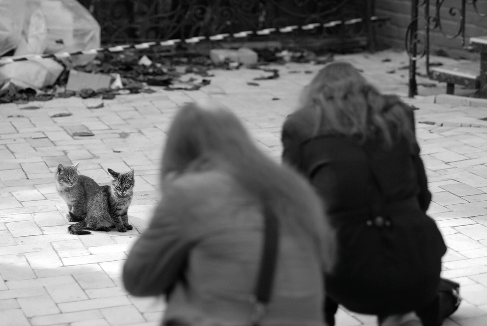Котофотоувлечение 