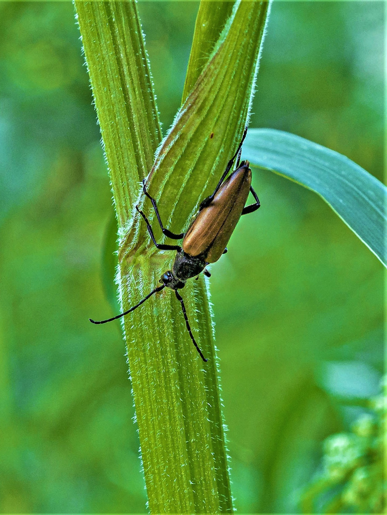 Жук усач (Stenurella melanura) Лес природа мошкара