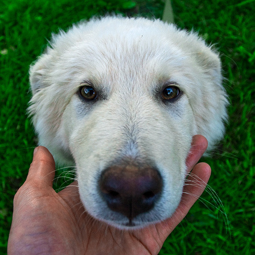 Дачная сучка собака, дача, животное, зеленый, green. dog, eyes, summer, animal