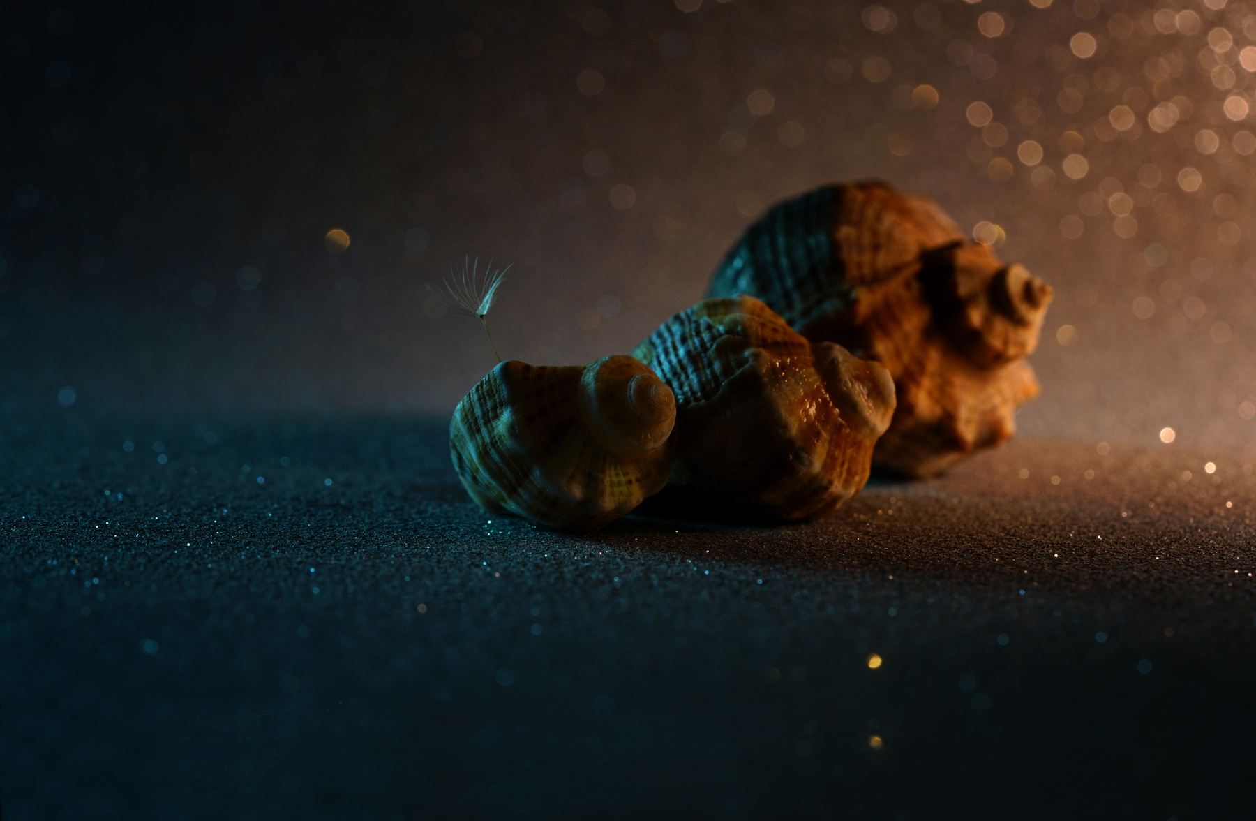 На пляже у моря нашла я ракушку Море ракушки