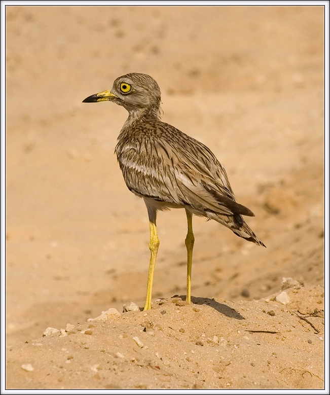 Авдотка Burhinus oedicnemus Stone-curlew