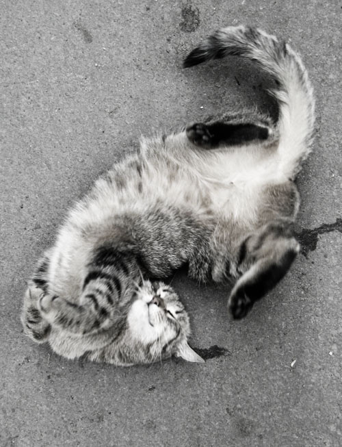 на лицах наших радость, даже если вокруг сплошная гадость....^._.^ кошка, радость