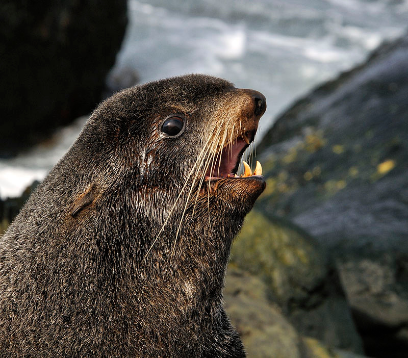 Котяра Северный морской котик, Callorhinus ursinus, Остров Св. Георгия, о-ва Прибылова, Northern Fur Seal, St. George Island, the Pribilofs, Bering Sea, Alaska