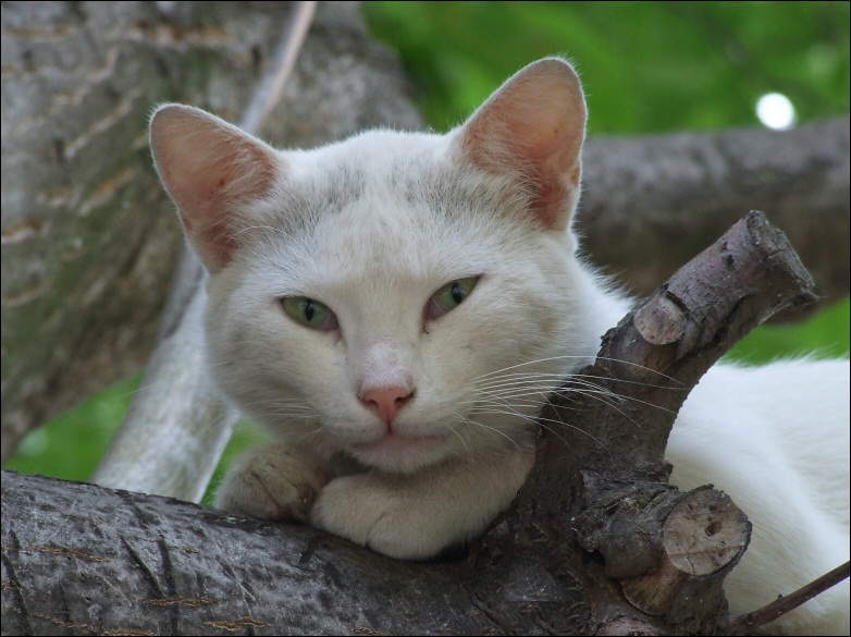Кот на дереве - Tom cat on the tree 