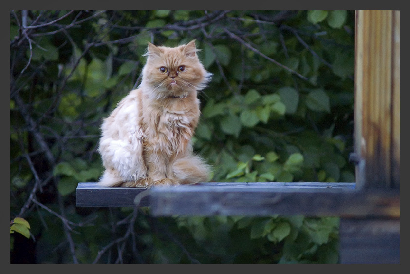 Лунный кот 