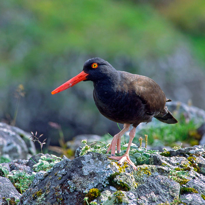 Нос морковкой Черный кулик-сорока, Haematopus bachmani, Black Oystercatcher, St. Lazaria Island, Southeast Alaska