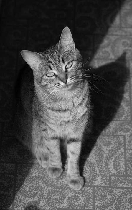 *** Cats