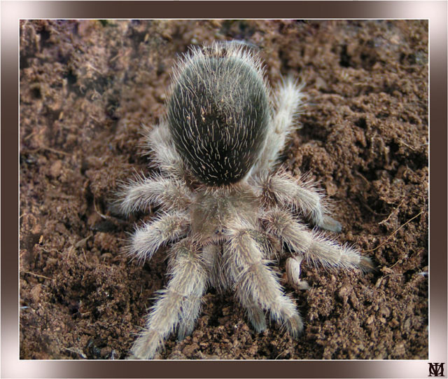 Grammostola rosea, про паутину (Арахнологическая серия) Птициед с паутиной