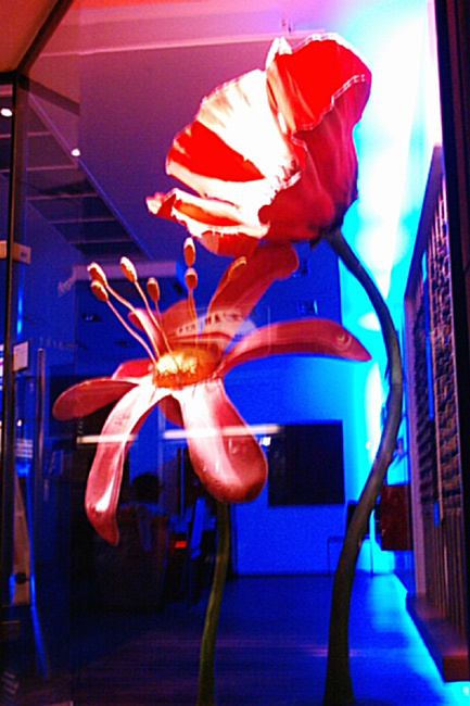 когда цветы бывают большими... big flowers