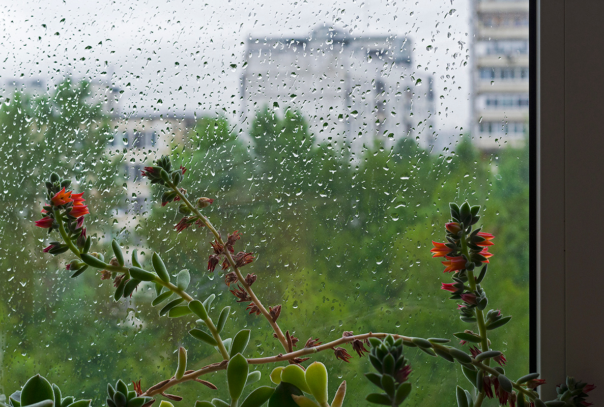дождь... 