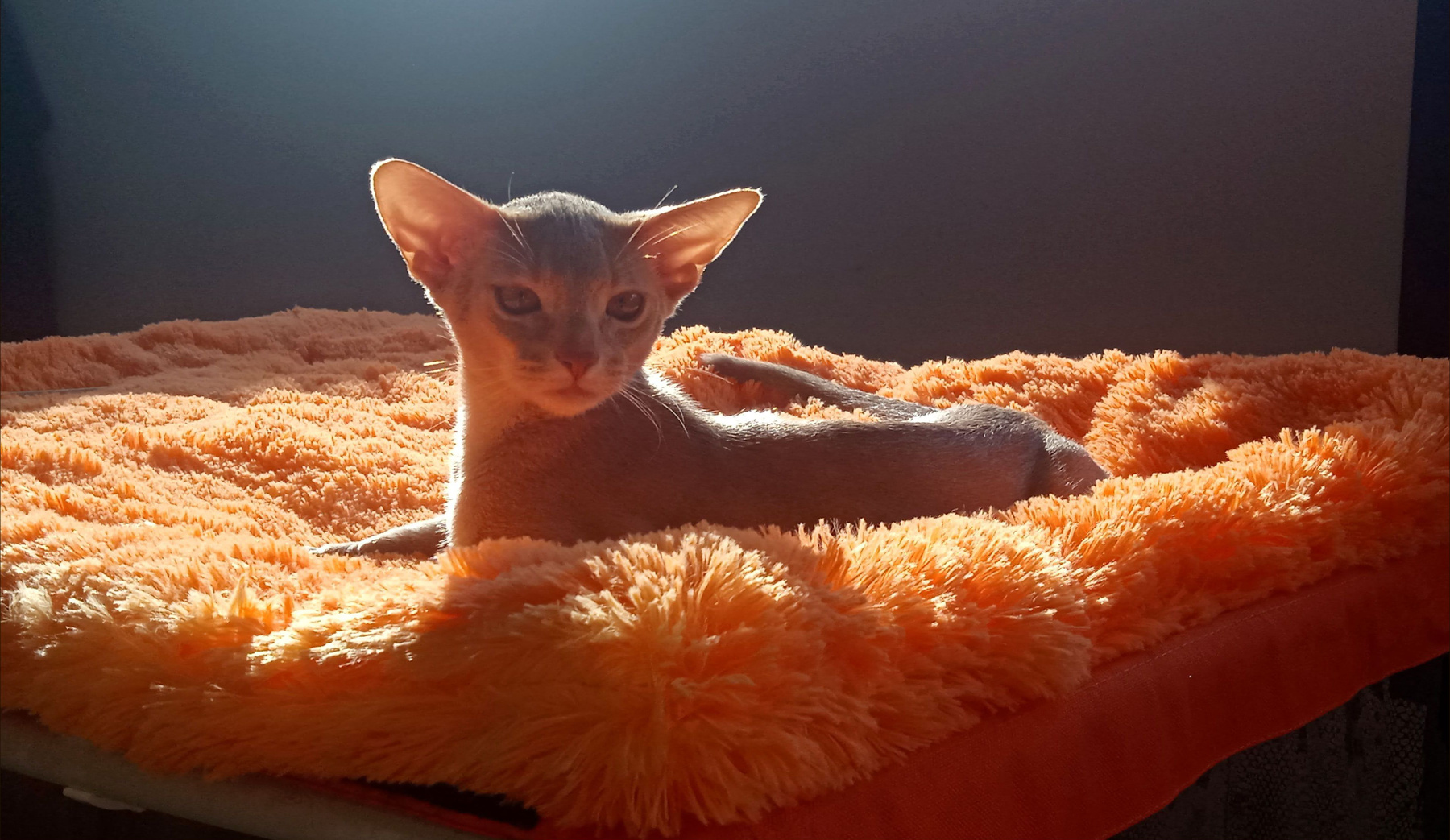 Кот кошка кот