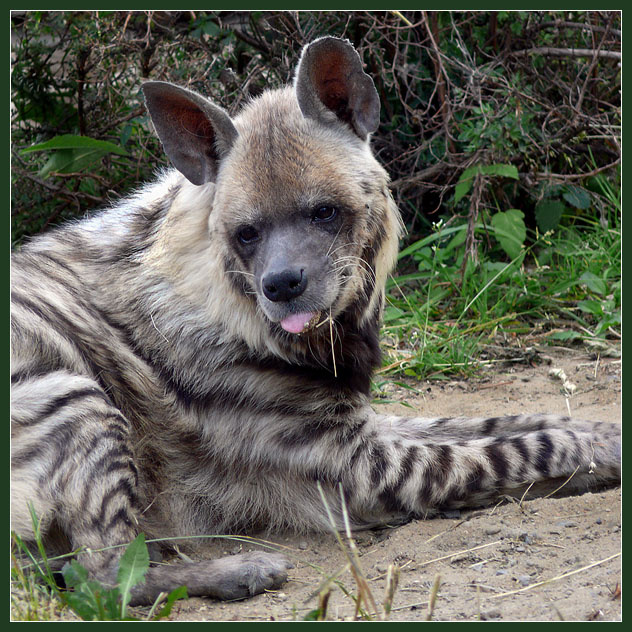 Когда обида или грусть за сердце тянет… Гиена полосатая, Hyaena hyaena