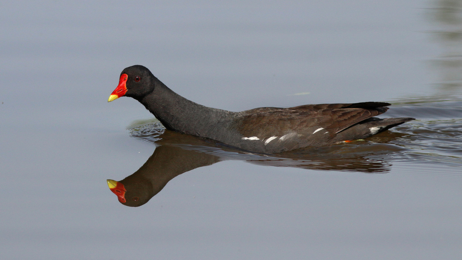 Камышница Камышница Водяная курочка Gallinula chloropus Common moorhen