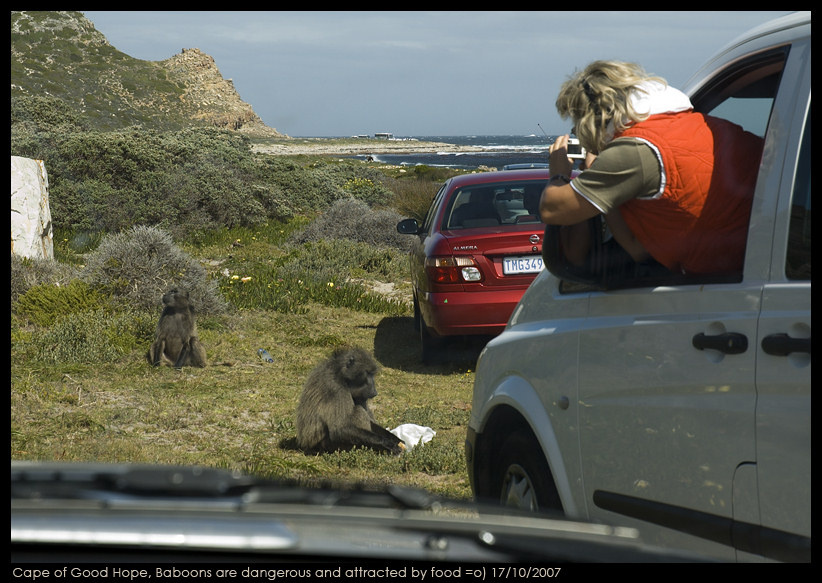 Baboons are dangerous and attracted by food Baboons Cape of Good Hope