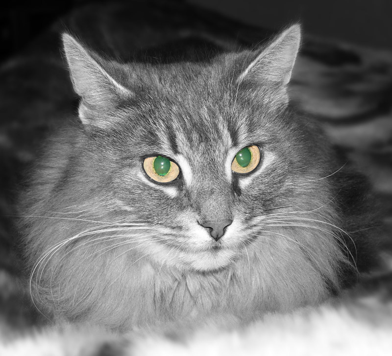 Зеленые глаза кошка
