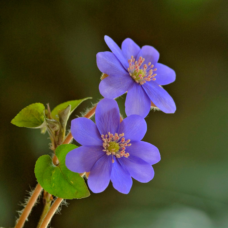 Two flowers... 