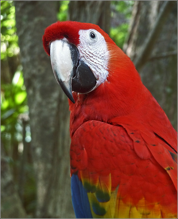 Чего уставилась? Камеру убери! Mexico, Xcaret, попугай, злобный птах