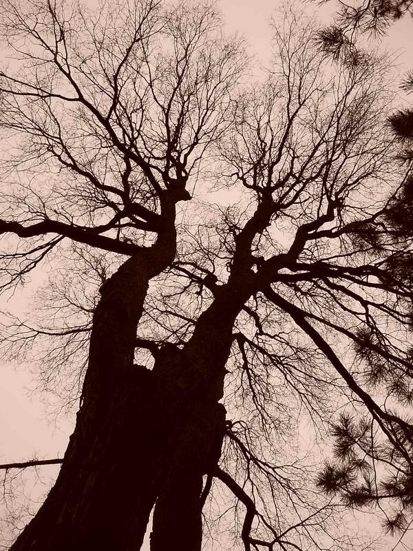 Tree дерево tree