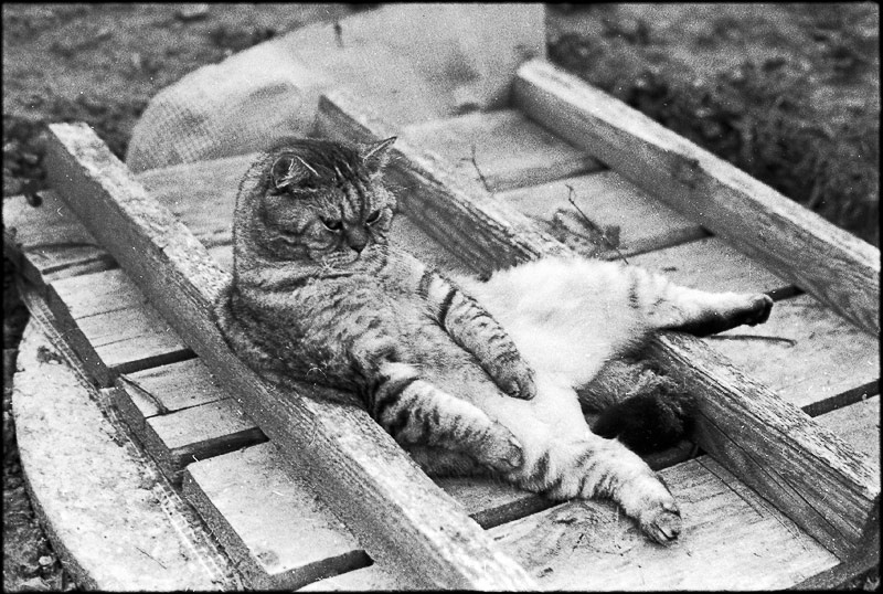 Б.О.М.Ж. котищеПатрик