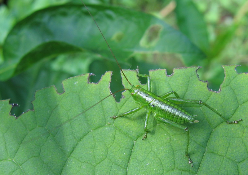 Кузя 