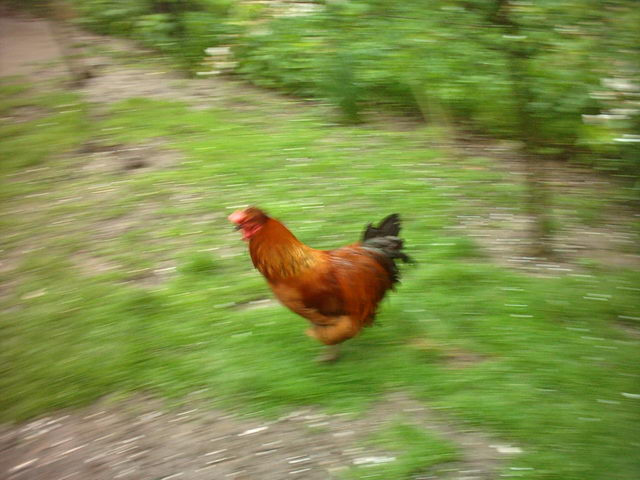 Need for Speed!!! 