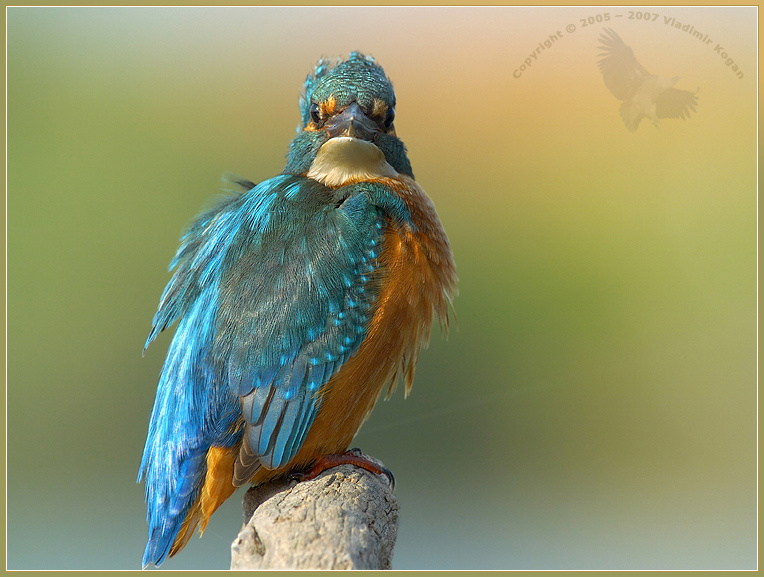 Common Kingfisher - в фаз ... Kingfisher