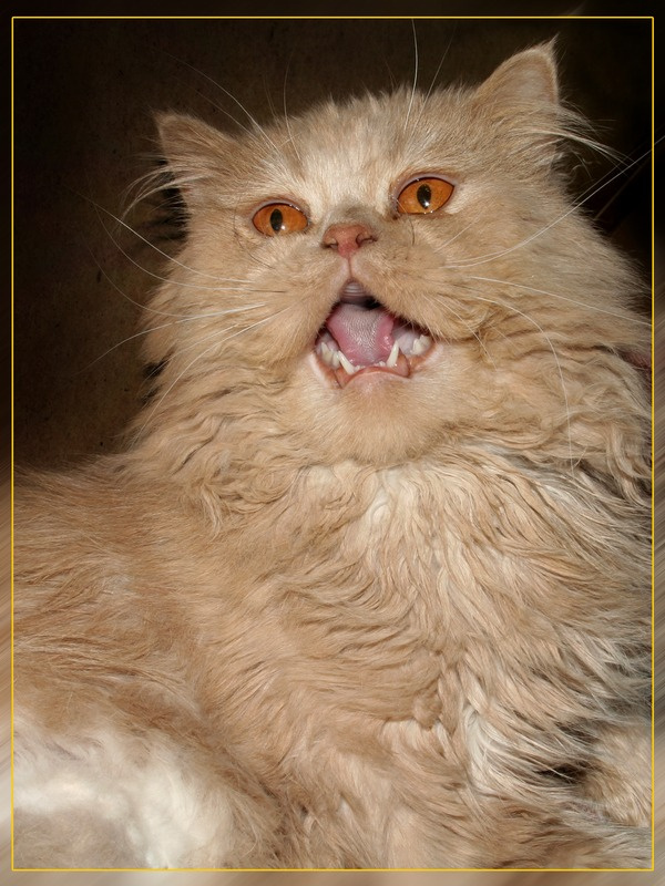 кузя кот