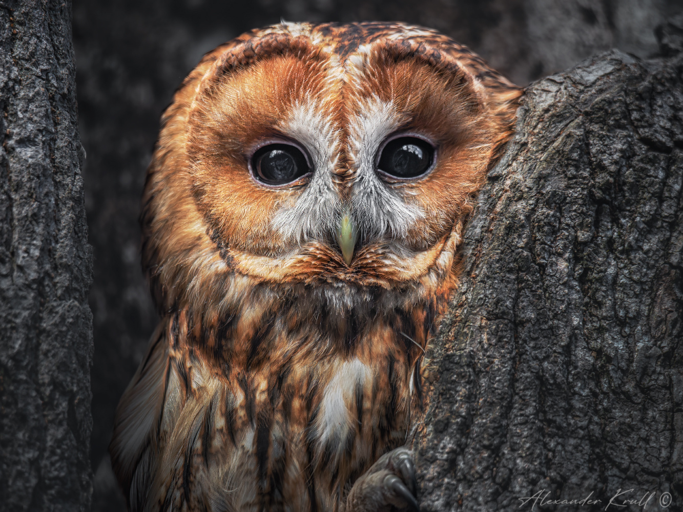 Рыжий портрет сова неясыть серая обыкновенная strix aluco tawny owl