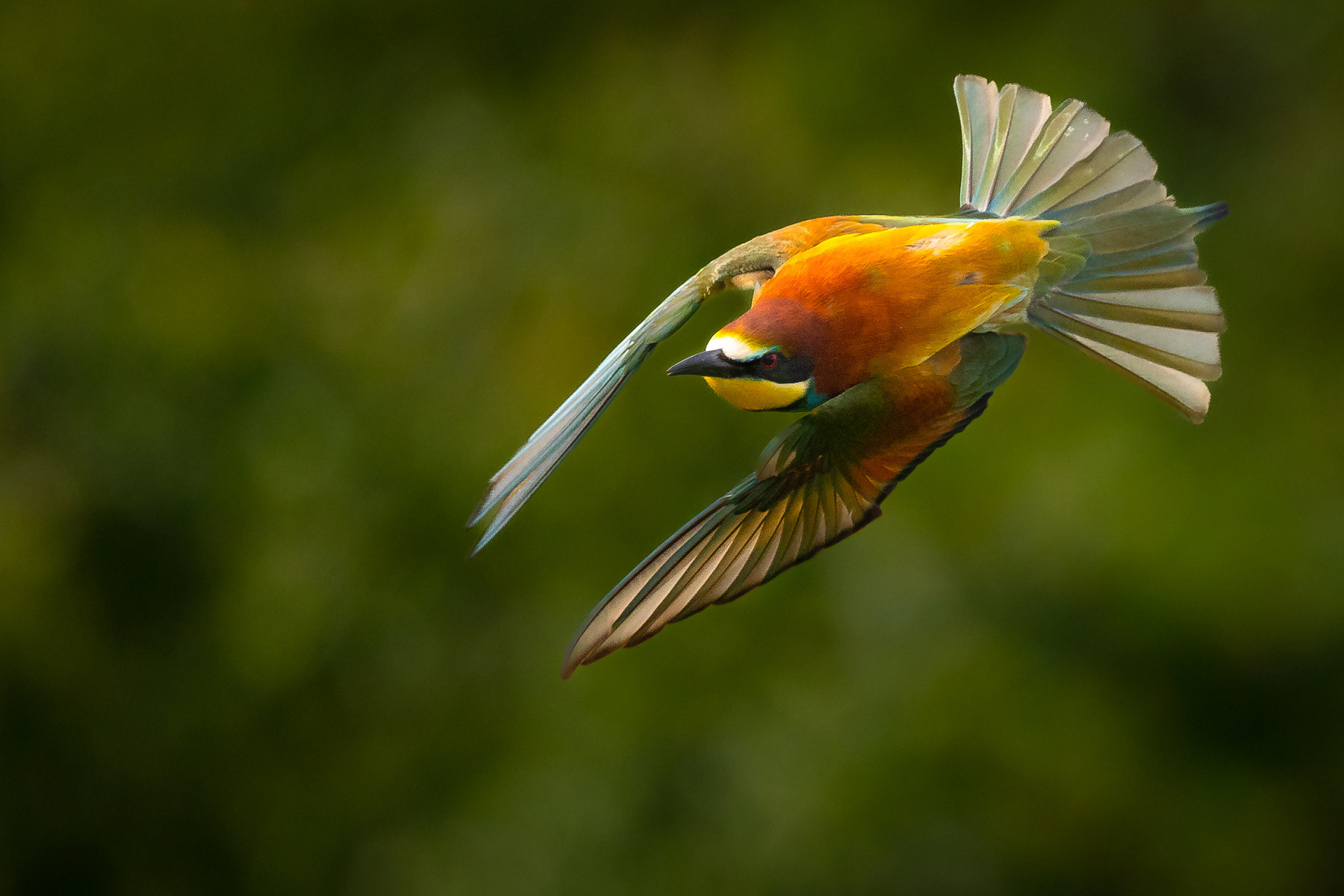 Bee-eater 