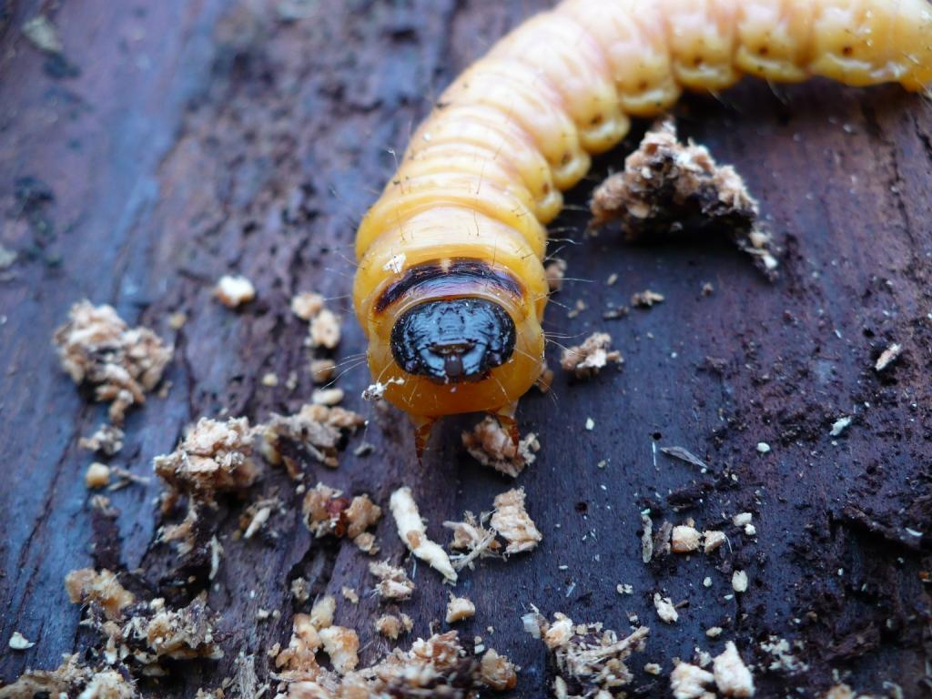 Cossus cossus Lepidoptera
