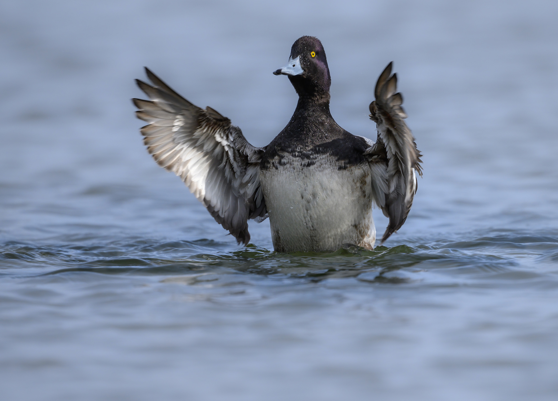 Lesser scaup (m) 