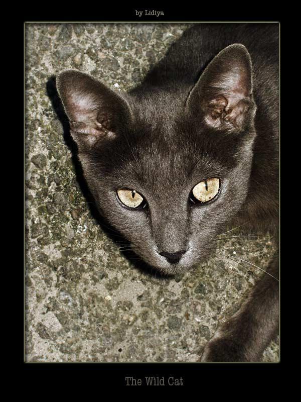 Wild Cat кошка асфальт дикий зверь