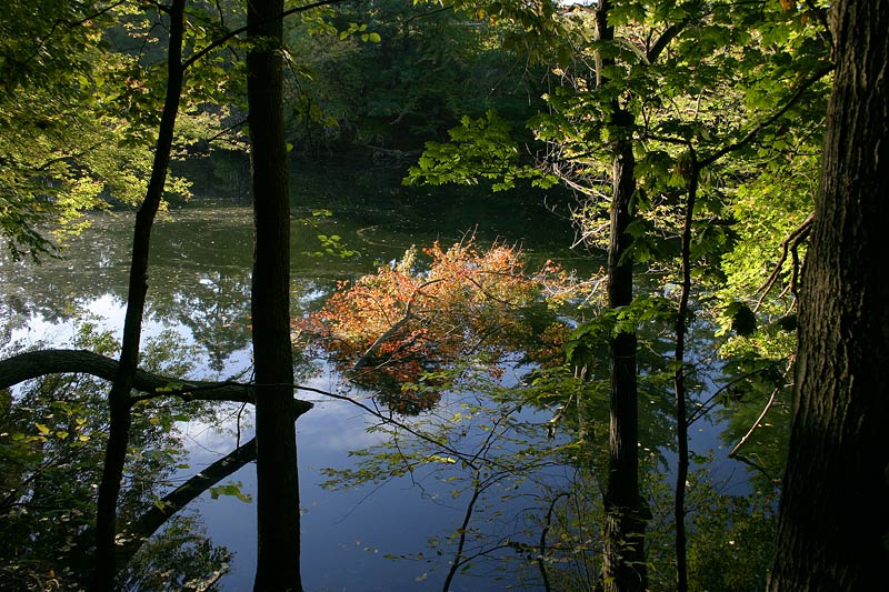 New England Fall дерево пруд